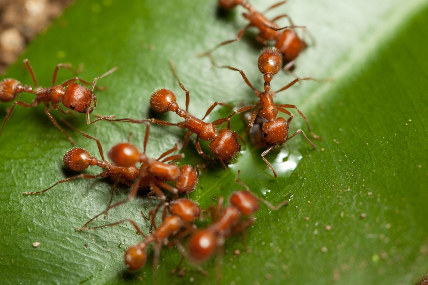 fire ants pets control by clearview property maintenance white-worker-spraying-pesticide-on-induction-hob